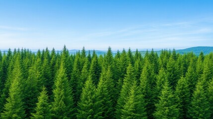 Fototapeta premium Lush Green Pine Tree Forest Under a Clear Blue Sky