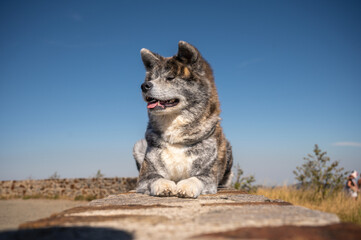 chien akita bringé, couché sur un muret un jour d'été, à la montagne