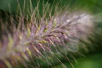 kwitnąca trawa ozdobna w zbliżeniu © Henryk Niestrój