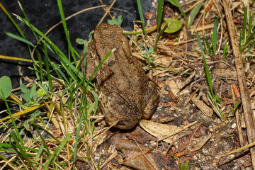 Erdkröte bei Dunkelheit am Teich, Bufo bufo