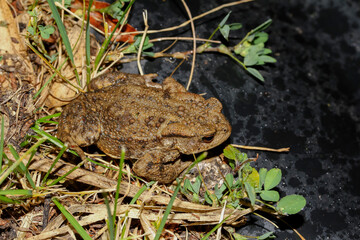 Erdkröte bei Dunkelheit am Teich, Bufo bufo