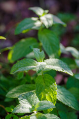zielona mięta w ogrodzie jako roślina naturalna © Henryk Niestrój