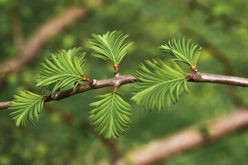 Junge frische Nadeln des Urwelt-Mammutbaumes, Metasequoia glybtostroboides, Riesenmammutbaum