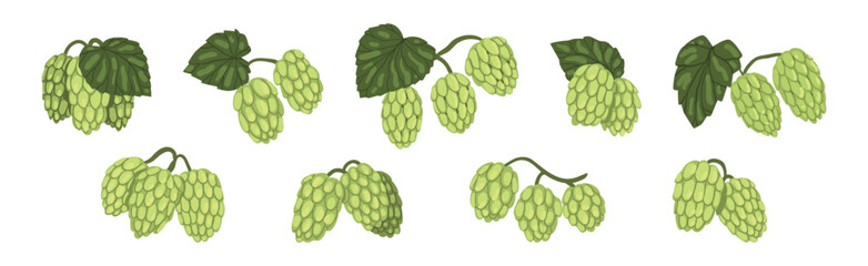 Fototapeta premium Hop Green Plant with Leaf and Stem Vector Set