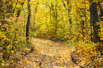 Obraz premium Autumn forest path. Orange color tree, red brown maple leaves in fall city park. Nature scene in sunset fog Wood in scenic scenery Bright light sun Sunrise of a sunny day, morning sunlight view.
