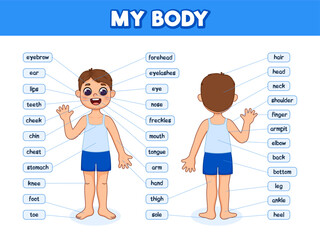 Human body parts for kids. Illustrated diagram of the anatomy of a boy. Cartoon style illustration. Anatomy poster with body parts name.