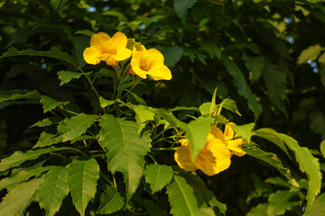 Close-up beautiful yellow flowers around leaves in garden. Flowers photo