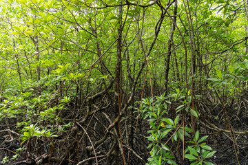 Thai Tropical Forest Featuring Vibrant Green Foliage Amidst Natures Beauty