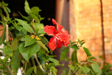 Red hibiscus flower blooming in the garden with green leaves background