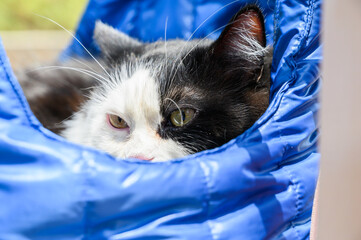 Black and white cat resting in a blue bag