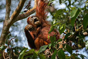 Orangutan in the tree in Sabah, Borneo, Malaysia 