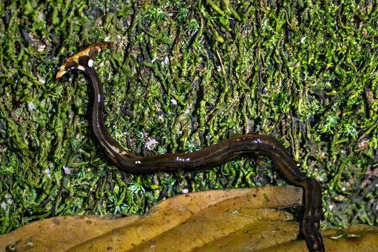 Hammer headed worm in Borneo, Malaysia
