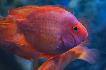 A bright orange parrotfish swims gracefully in a colorful underwater scene. The image captures the beauty and tranquility of aquatic life.