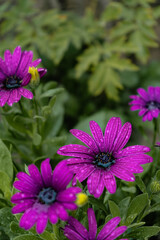 Obraz premium Purple flowers in a mystical garden on a mysterious fairy tale summer floral background. Fantastic nature, dreamy landscape. Toning in restrained, dark tones and shades.