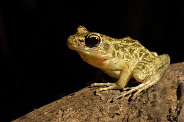 Rough sided frog known also as 
Hylarana glandulosa, Sabah, Borneo, Malaysia