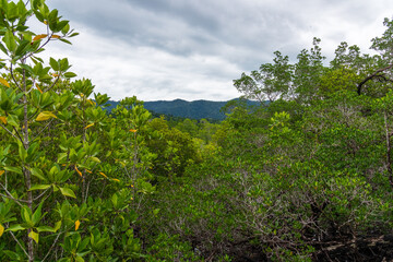 A tropical Thai Mangrove Rainorest set against breathtakingly scenic Hills in the Background