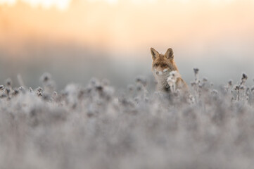 Portrait of redfox on frosted meadow during sunrise