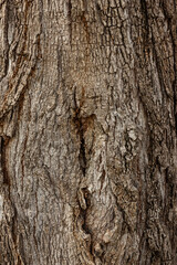 Obraz premium Close up tree bark texture as a wooden background.