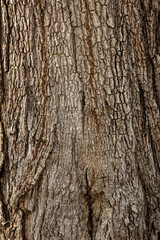 Obraz premium Close up tree bark texture as a wooden background.