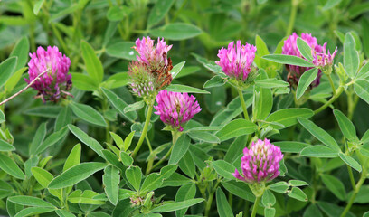 Fototapeta premium Clover middle (Trifolium medium) blooms in a meadow among grasses