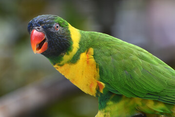 the marigold lorikeet or Sumba lorikeet (Trichoglossus capistratus)  is a species of parrot found in wooded habitats in northern Australia