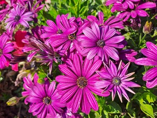 pink chrysanthemum flowers