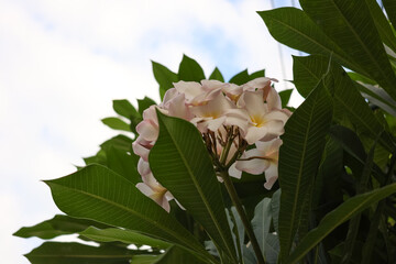Fototapeta premium A delicate white-pink plumeria flower with a yellow center, imprinted on a background of green leaves. It is ideal for decorating nature, tropical themes and floral design projects.