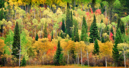 Forest Forrest Aspen Birch Pine Wild Wilderness Mountains