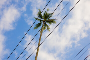 Palm tree and birds sitting over power grid lines with background of open teal sky above the trees