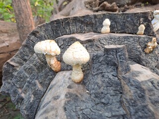 mushrooms on the stump