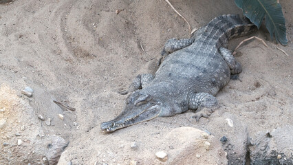Obraz premium Crocodile Resting Peacefully on a Sandy Terrain 