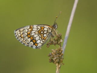 Motyl przeplatka atalia (Melitaea athalia)