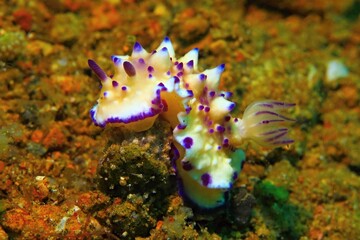 Yellow purple beautiful nudibranch (Mexichromis multituberculata) on the sand. Underwater macro...