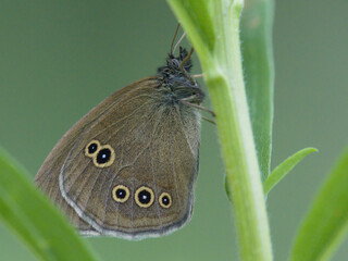 Motyl przestrojnik trawnik (Aphantopus hyperantus) © Nature Observatory