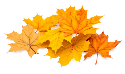 Obraz premium Collection set of yellow orange red autumn maple leaf leaves single group pile on a transparent background