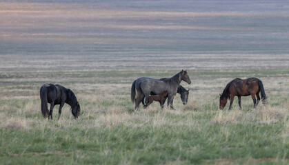 Fototapeta premium Wild Horses in Springtime in the Utah Desert