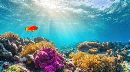Fototapeta premium Sunbeams Illuminating Underwater Coral Reef
