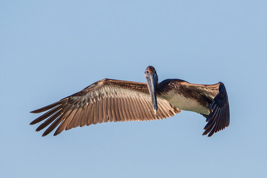 Brown pelican, Florida, Key west