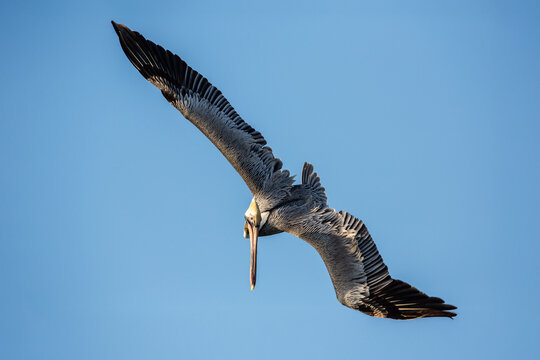 Brown pelican, Florida, Key west