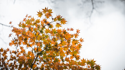 Autumn Leaves color of maple leaf. red yellow Orange Leaves foliage falling in forest, colorful seasonal of October and November background or wallpaper. halloween. Natural or environmental display.