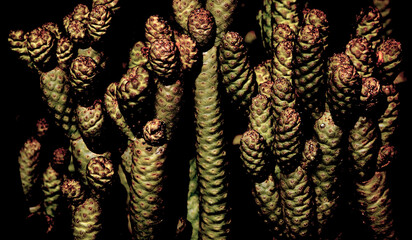 tephrocactus