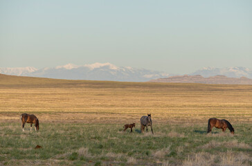 Wild Horses in Springtime in the Utah Desert