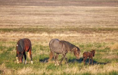 Wild Horses in Springtime in the Utah Desert