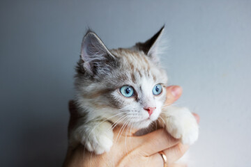 A person is gently holding a small kitten that has blue eyes in their hand