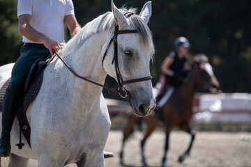 horse and rider on a horse