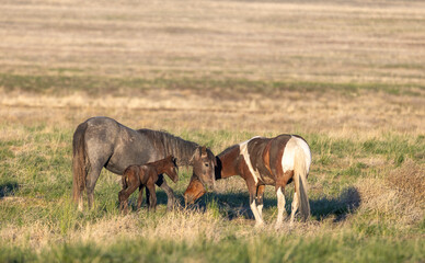 Naklejka premium Wild Horses in Springtime in the Utah Desert