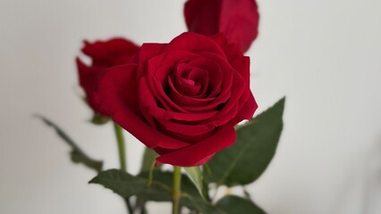 Fototapeta premium Red rose photo of flowers 