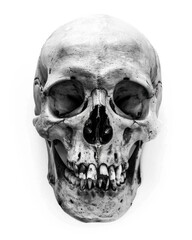 Obraz premium Skull Black And White. Realistic Human Skull on White Background