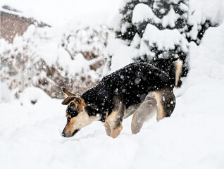 Adorable mixed breed dog playing in the snow in the backyard