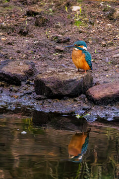 Ei&szlig;vogel um Fluss